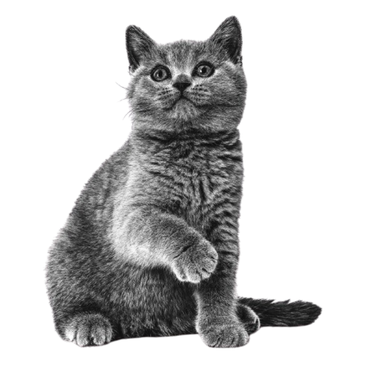 Emblematic___British_shorthair___Kitten___Breed_-_1-removebg-preview Emblematic___British_shorthair___Kitten___Breed_-_1-removebg-preview
